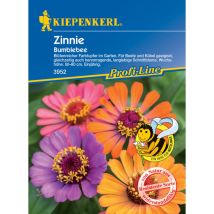 Zinnien 'Bumblebee' – mehrfarbige Blüten – 60-80 cm hoch – für Beete und Kübel – resistent gegen Krankheiten