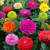 Zinnien Samen 100 Stück Mischung, Blumensamen Bunt Für Garten Balkon Und Beet, Leicht Zu Pflanzen