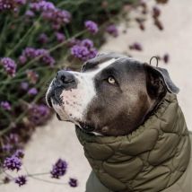Kentucky Dogwear manteau pour chien hiver Pina