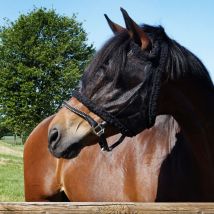 Kavalkade Fly Mask without Ears