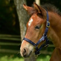 Busse licol FOHLEN
