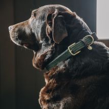 Kentucky Dogwear Collier pour chien en nylon plaqué - Ve...