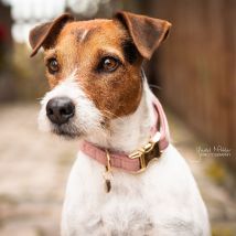 Collier pour chien Kentucky Dogwear Halsband "Velvet" - O...