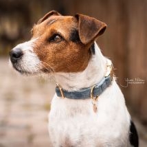 Collier pour chien Kentucky Dogwear Halsband "Velvet" - B...