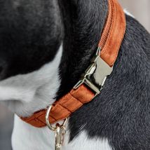 Kentucky Dogwear Collier pour chien "Velvet" - Orange