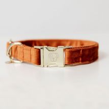 Kentucky Dogwear Collier pour chien "Velvet" - Orange