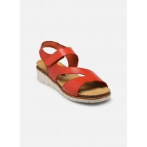 Plakton - Sandalias Dina - Marrón - Talla 36