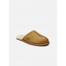 UGG M Scuff Marron - Chaussons - Disponible en 40