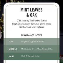 Mint Leaves and Oak