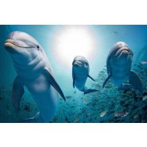 Ocean Life