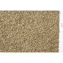 Johnston & Jeff White Sunflowerseed