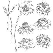 Tim Holtz - Flower Garden- Stamp