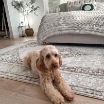 Cream Beige Medallion Rug - Artha - Antares - 120cm x 170cm