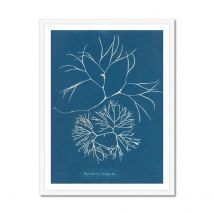 Cyan Filaments: Vintage Seaweed Print - Framed