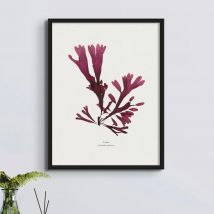 Pressed Seaweed Print |Dulse Seaweed Art - Unframed