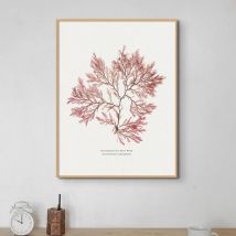 Seaweed Print | Pressed Seaweed Art (Fern Weed No2) - Framed