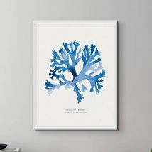 Indigo Seaweed Print | Seaweed Painting (Stalked Leaf Bearer) - Unframed
