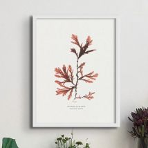 Seaweed Wall Art |Northern Tooth Weed Seaweed Print - Unframed