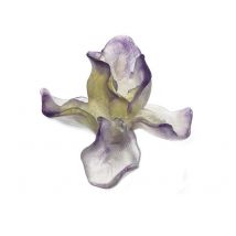 Daum Iris Purple Flower