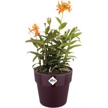 Elho B.for Original Rond 18 - Bloempot voor Binnen - 100% Gerecycled Plastic - Ø 18.0 x H 16.5 cm - Moerbei Paars