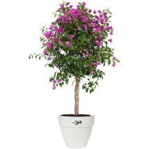 Elho Vibia Campana Rond 35 - Bloempot voor Buiten met Afwateringsgaten - 100% Gerecycled Plastic - Ø 34.5 x H 29.7 cm - Wit