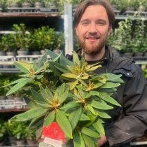 Rhododendron 'Vulcan's Flame' 3L Pot