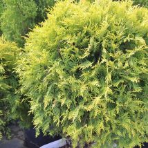 Thuja Occidentalis 'Golden Globe' Evergreen Shrub 9cm / 2L, 9cm (10-20cm inc. growers pot) PRE ORDER MARCH 2025