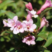 Weigela 'Pink Poppet' Deciduous 9cm, 2L