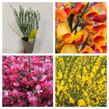 3 x Cytisus 2L