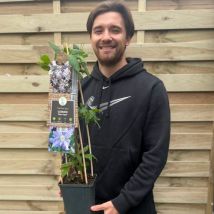 Clematis 'Blue Angel' 70cm