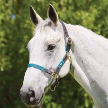 Kincade Leather Web Headcollar - Hunter Green / Cob