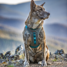 Kurgo Journey Air Harness - Blue / XS