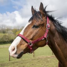 GS Equestrian Padded Head Collar - Burgundy / Small Pony