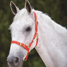 Roma Adjustable Quick Clip Headcollar - Red / Warmblood