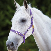 Roma Adjustable Quick Clip Headcollar - Purple / Warmblood