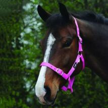 Saxon Economy Headcollar - Pink / Small Pony