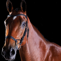 Collegiate ComFiTec Training Bridle - Black / Full