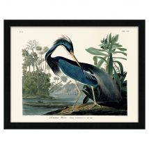 John James Audubon (Louisiana Heron) Pre Framed- 60x80cm