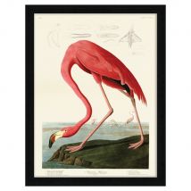 John James Audubon (American Flamingo) Pre Framed - 60x80cm