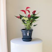 nthurium | Planta Tropical Purificadora