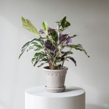 Calathea White Fusion Planta