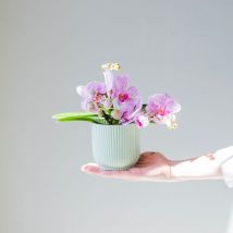 Mini Orquídea cor-de-rosa