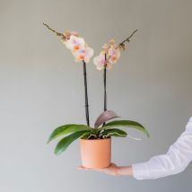 Orquídea Peach