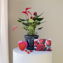 Pack Anthurium Vermelho com Vaso e Cartão