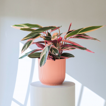 Calathea Triostar - Grande