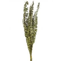 15 gedroogde eucalyptus takken 150 g 66 cm bruiloft decoratie - Groen - Maat Uniek Formaat