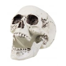Décoration crâne 24 x 18 cm Halloween - Couleur Blanc