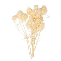 10 Petits chardons naturels 8 cm - Couleur Ivoire