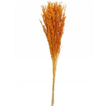 Bouquet de broom séché terracotta 75 à 85 cm - Couleur Orange