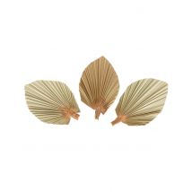 3 Feuilles de palme séchées éventail 15 x 10 cm - Couleur Ivoire